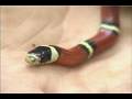 How to Choose a Pet Snake : Choosing a Pet Snake: Temperament