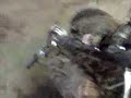 train horn on quad