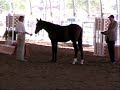 Shiloh Hunter Breed Class 10/25/07