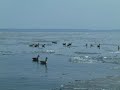 Canada Geese arrive in Twin Peaks