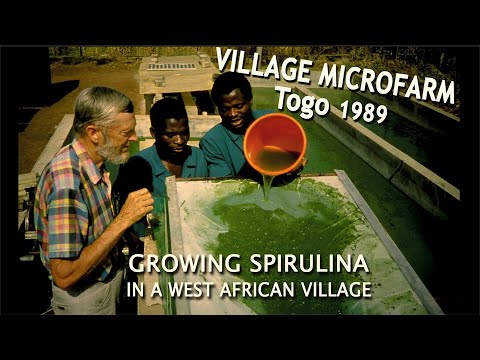 how to grow spirulina