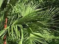 giardini segreti mediterranei