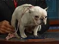 Dog Wigs - Letterman