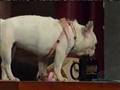 Dog Wigs - Letterman