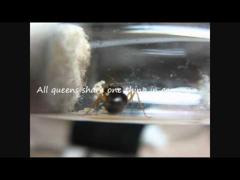 how to locate queen ant