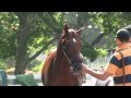 I'll Have Another gallops at Belmont Park - YouTube