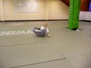 Shaolin UK Oskar