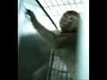 Coldplay - Clocks | Stop Animal Cruelty