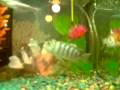 videos de ENIDRIO SAVVAS.wmv