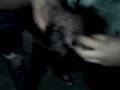 videos de chino pelon