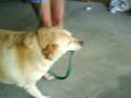 Dogs Dogs