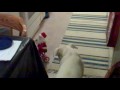 Dogs paralyzed by santa