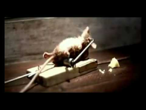 0 Video comercial gracioso del ratoncito y el queso