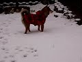 Click here to watch this video 柴犬もどきの華♪ 足がちゅめたい^^;