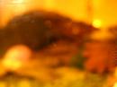 Orange Garnelen Larve Orange Garnelen Larve