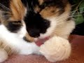 This paw is tasty nom nom nom
