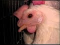 PETA Video