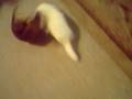 weenier vs. ferret