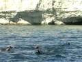 snorkel - puerto madryn - chula