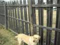 DIY: how to temporarily fix a POS wood fence in oklahoma