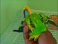 Tony don't play that - The World's toughest Parakeet
