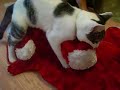 cat humping bear O_O cat humping bear O_O