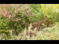 Sopra Lovere - Autunno 2009.mp4