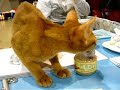 ABYSSINIAN kitten at Buffalo Cat Fanciers\