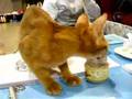 ABYSSINIAN kitten at Buffalo Cat Fanciers' Cat Show