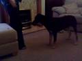 Zach doing tricks!