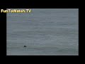 Dolphins in Surf 3