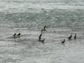 Birds on the St-Laurent river