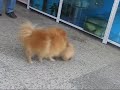 Our Pomeranian Baby