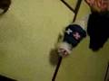 ぜんまい仕掛け？の、ききちゃん