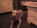 The determined dog.