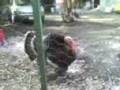 videos de putazoz animales