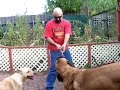 large dog english mastiff playing tugowar large dog english mastiff playing tugowar