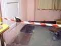 pet rats jumping and balancing