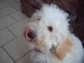 Algodon con pilas Tori Warren Perro