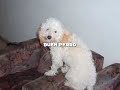 Algodon con pilas Tori Warren Perro