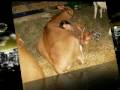 videos de Funny Animals (pretty ones too)