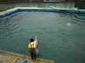 在海中心看的海豚表現Dolphin show 