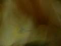 videos de Maniaco in hotel