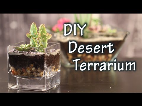 how to plant mini cactus