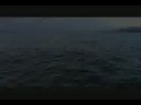 Dall Porpoises