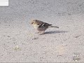 ��� ������