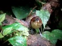 Expeditions Sword Billed bird watching tours