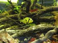 Inkubująca samica Apistogramma barlowi