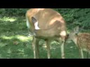 Doe and Fawn