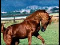 Debby Tieman-wild horses Debby Tieman-wild horses